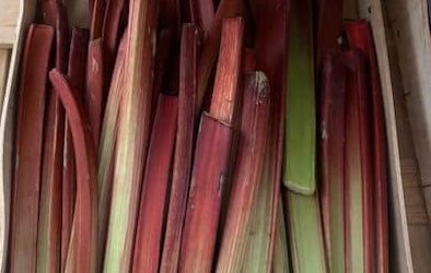 La rhubarbe, un fruit-légume de saison
