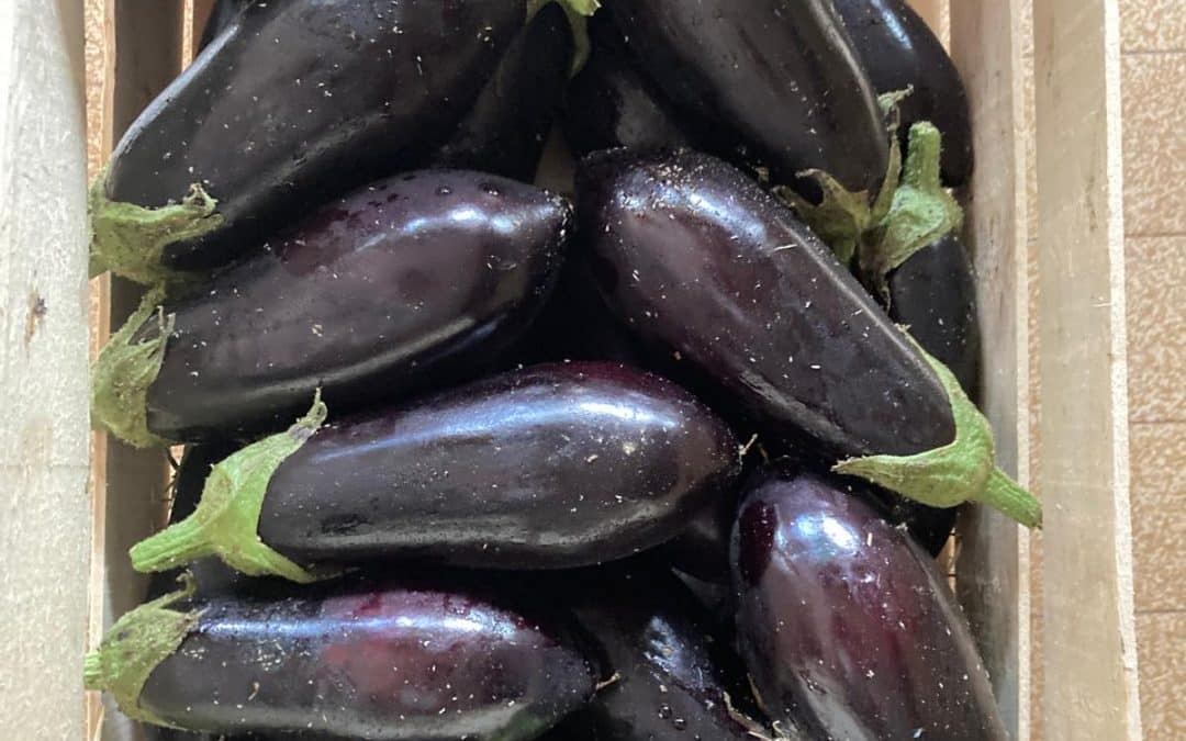 L’aubergine dans toutes les cuisines !