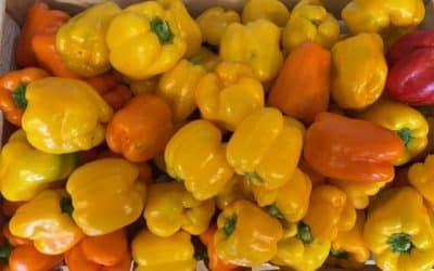 Légumes d’été … ça change de la ratatouille !