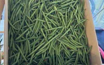 La fin des haricots …