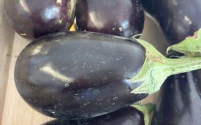 On dîne … des aubergines !